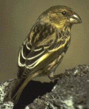 Nihoa Finch photo 4