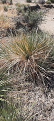 Yucca glauca glauca