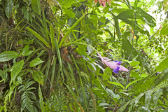 Wallisia pretiosa