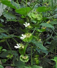 Phaulopsis imbricata