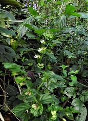 Phaulopsis imbricata