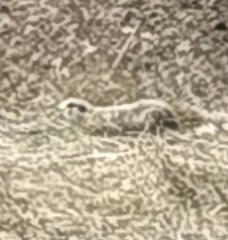 Spermophilus erythrogenys