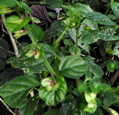 Phaulopsis imbricata