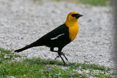 Yellow-Headed Blackbird photo 1