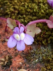 Cymbalaria muralis