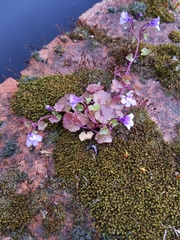 Cymbalaria muralis