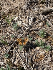 Phyciodes graphica