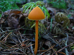 Entoloma salmoneum