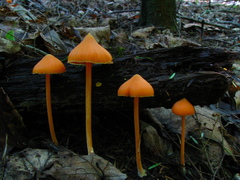 Entoloma salmoneum