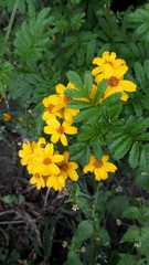 Tagetes zypaquirensis
