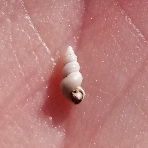 Tryonia porrecta