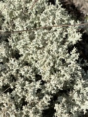 Cladonia caroliniana