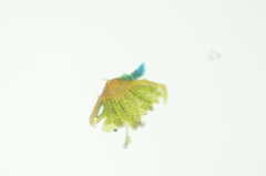 Oligotrichum