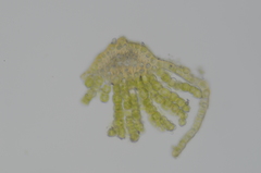 Oligotrichum