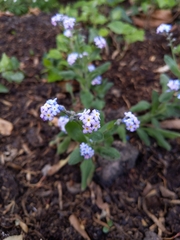Myosotis sylvatica