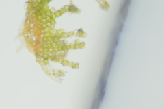 Oligotrichum