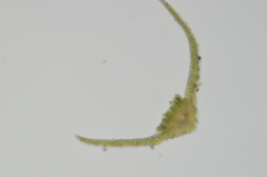 Oligotrichum