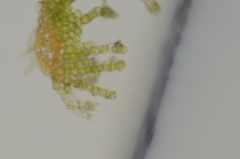 Oligotrichum