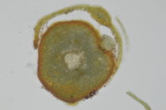 Oligotrichum