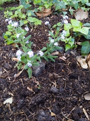 Myosotis sylvatica