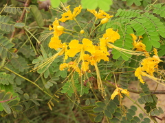 Caesalpinia pulcherrima flava