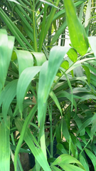 Liliopsida