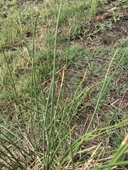 Juncus effusus