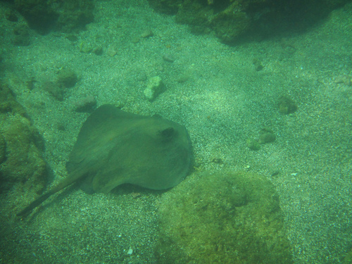 Diamond Stingray