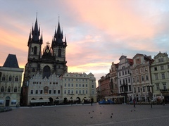 Columba livia domestica