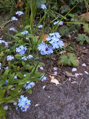 Myosotis sylvatica