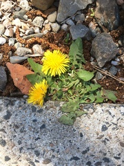 Taraxacum officinale