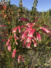Erica versicolor
