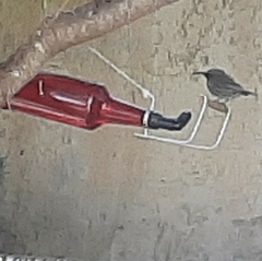 Chalcomitra amethystina