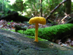 Cyptotrama chrysopepla