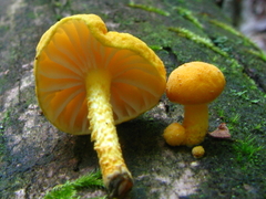 Cyptotrama chrysopepla