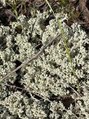 Cladonia caroliniana