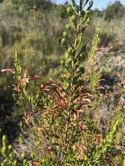 Erica versicolor
