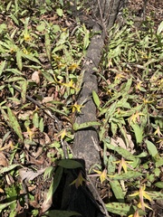 Erythronium americanum