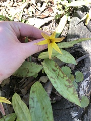 Erythronium americanum