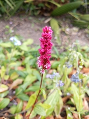 Angiospermae