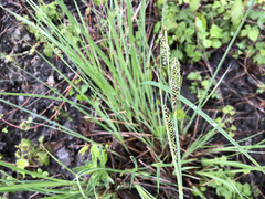 Carex elata