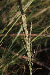 Leptochloa