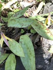 Erythronium americanum