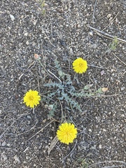 Malacothrix sonchoides