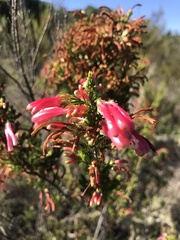 Erica versicolor