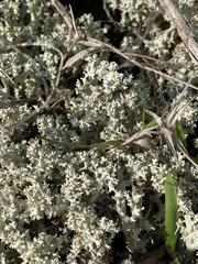 Cladonia caroliniana