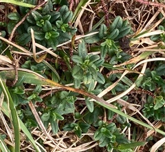 Thymus praecox britannicus