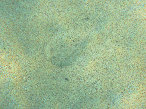 Bothus leopardinus