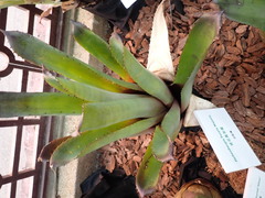 Hohenbergia