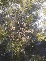 Lichtensteinia lacera